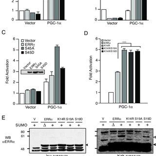 Phosphomimetic Mutants Display Elevated Sumoylation And Reduced