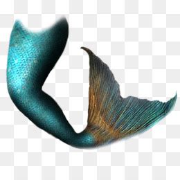 Coda Della Sirena PNG Trasparente E Coda Della Sirena Disegno Coda