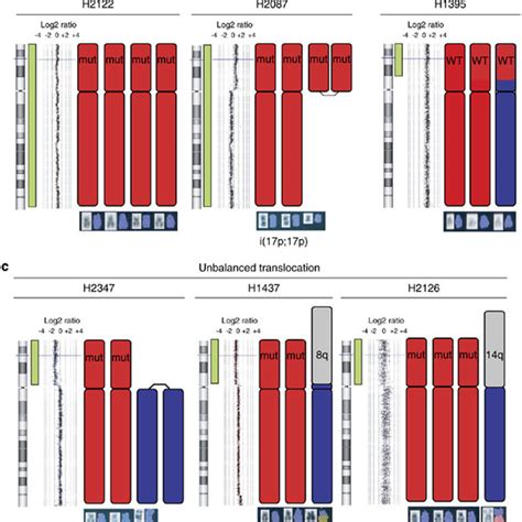 The Relationship Between Loss Of Heterozygosity Loh And Mutation Of Download Scientific