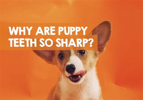 Why Are Puppy Teeth So Sharp? (+ How Long For)