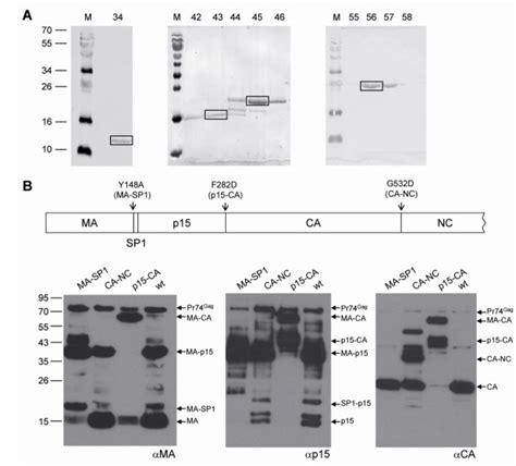 Cleavage Site Determination By Nterminal Sequencing A Proteins From