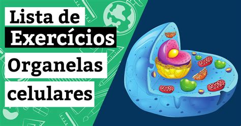 Exerc Cio Sobre Organelas Citoplasm Ticas