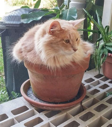 15 фотографий котов, которые чудесно соседствуют с цветами в горшках