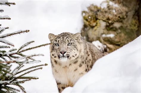 50 Snow Leopard Facts About The Ghost Of The Mountains