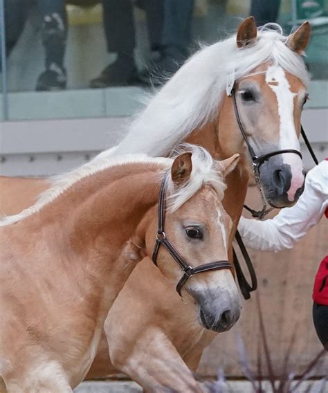 Novato Lf Haflinger Hengst Fuchs Pferd Austria