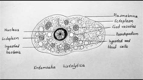 HOW TO DRAW DIAGRAM OF ENTAMOEBA HISTOLYTICA CLASS CBSE 12 BIOLOGY - YouTube