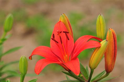 Liliy Photograph by Valarie Davis - Pixels