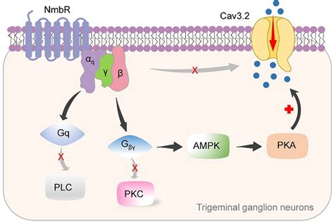 Beta Adrenergic Receptors Types Function Location Stimulation