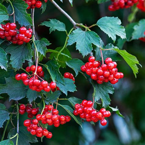 American Cranberry Viburnum Trilobum Wentworth Garden Center Point