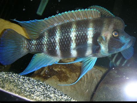 Cyphotilapia Frontosa Acuario Adictos