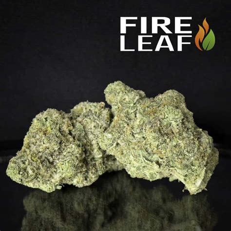 Embracing The Zest Orange Kush Cake Cannabis Strain Fire Leaf Dispensary