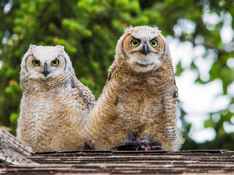 Canadian Birds Captured On Camera Our Canada