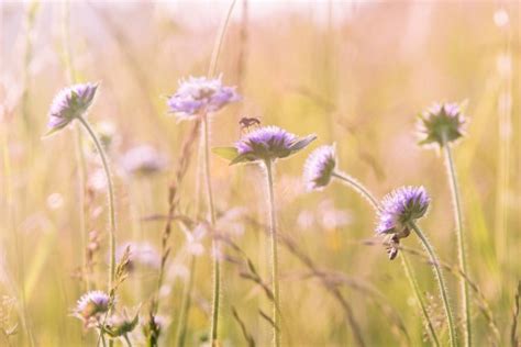 Free Images Nature Blossom Purple Bloom Summer Herb Botany