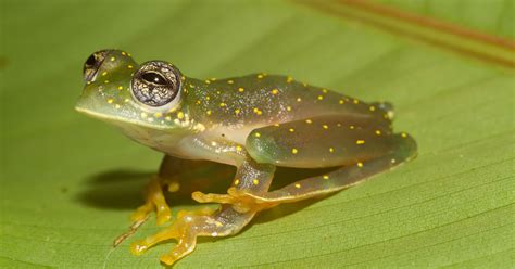 global decision for glass frogs ensures protection