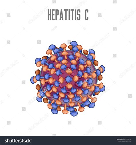 Hcv Hcv Ires Captures An Actively Translating 80s Ribosome