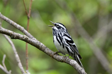 25 Birds In Kansas Our Guide To The Local Avian Wildlife