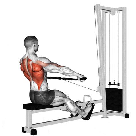 Tirage Buste Pench Row Bent Over Des Meilleurs Exercice Pour Un