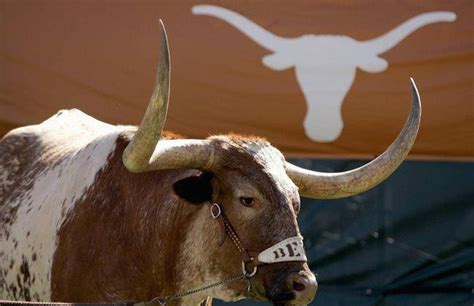 University of Texas Longhorns' mascot- "Bevo" - We love you, Bevo ...