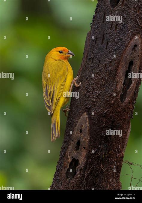 Saffron Finch Sicalis Flaveola Colombia Stock Photo Alamy