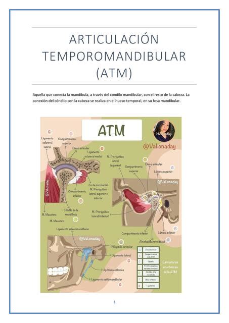 Articulaci N Temporomandibular Atm In S Cobos Ramos Udocz