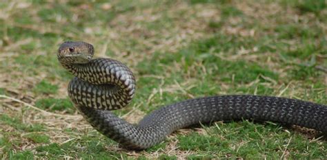 Australian Snake Identification and Snakebite Incidence | hubpages