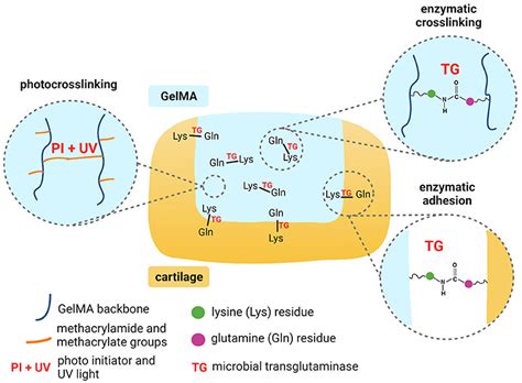 Frontiers Microbial Transglutaminase Improves Ex Vivo Adhesion Of