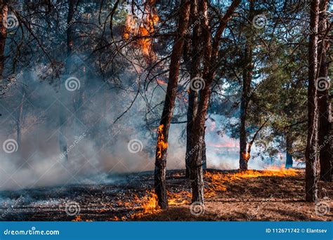 Forest Fire Alberi Bruciati Dopo Gli Incendi Forestali Ed I Lotti Di