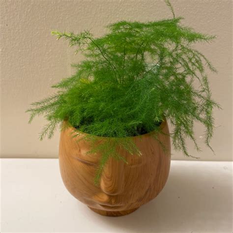 How Do I Propagate My Asparagus Fern?