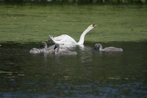 Mute Swan Cygnus Olor Adults With Cygnets Castle Park C Flickr