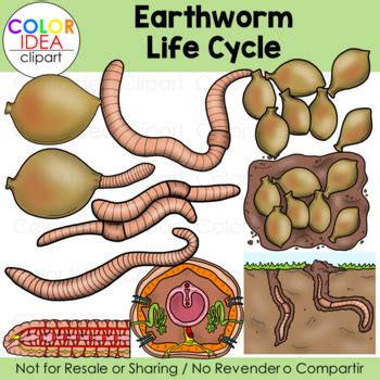 earthworm life cycle tpt