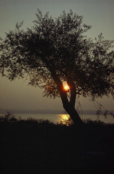 Silhouette Of Willow Tree At Sunset Photograph by Al Petteway