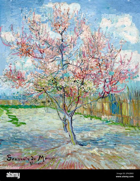 Pink Peach Trees Souvenir De Mauve Vincent Van Gogh Kroller