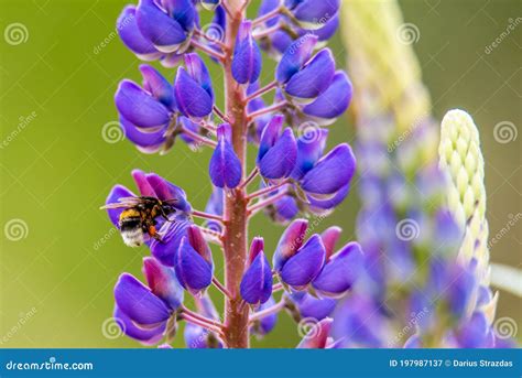 Bumble Bee On Lupine Flower Stock Image Image Of Blossom Lupine