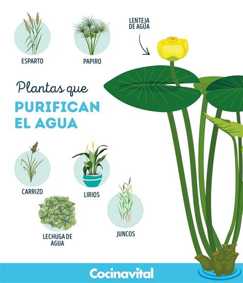 Plantas Que Puedes Cultivar En Agua Cocina Vital In Natural