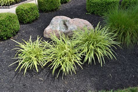 Ornamental Grasses | Garden landscaping, Ornamental grasses, Plants