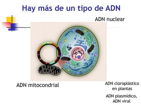 Clase De Extracci N De Adn Ppt Descargar