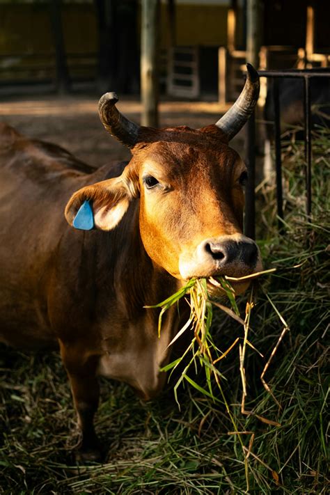 Close-up of a Cow Feeding on Grass · Free Stock Photo