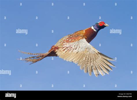 Pheasants Flying Hi Res Stock Photography And Images Alamy