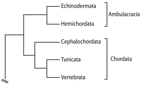 Current deuterostome phylogeny, according to evolutionary developmental... | Download Scientific ...