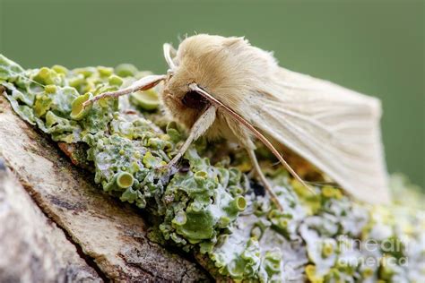 Common Wainscot Moth By Heath Mcdonald Science Photo Library