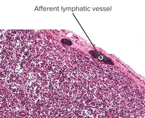 Sekundäre lymphatische Organe Überblick Funktion Lecturio