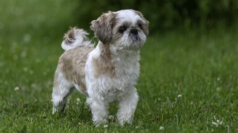 Quelle Est La Race De Petit Chien La Plus Affectueuse Et Calme