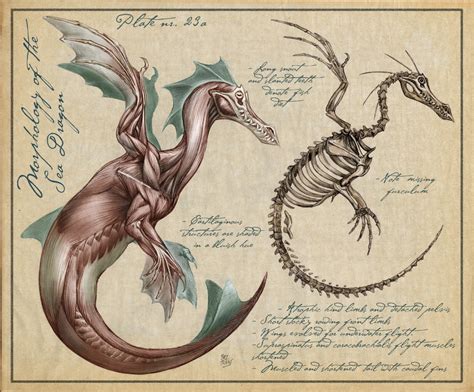 The Artistic Study Of Anatomy And Dragons Ms Pollock S Weebly