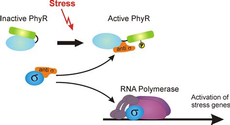 Sigma Factor Mimicry Involved In Regulation Of General Stress Response