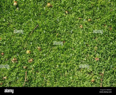 Grass meadow background Stock Photo - Alamy