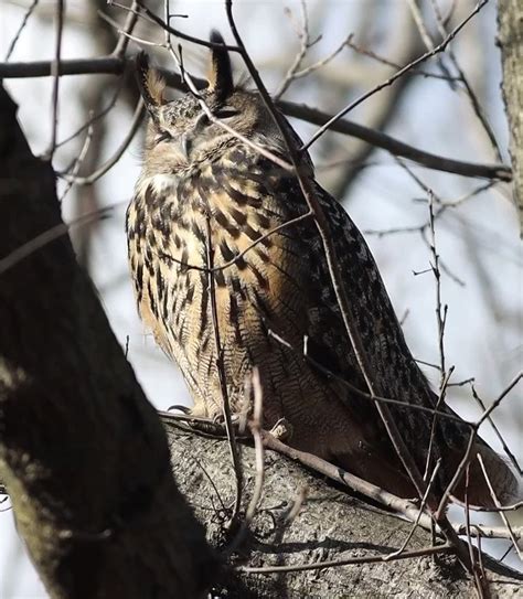 Manhattan Bird Alert On Twitter Rt Sandrabirdlover Okay I Finally