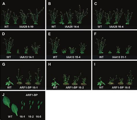 Growth Phenotypes Of Overexpressing Lines Of Iaa28 Iaa13 And Download Scientific Diagram