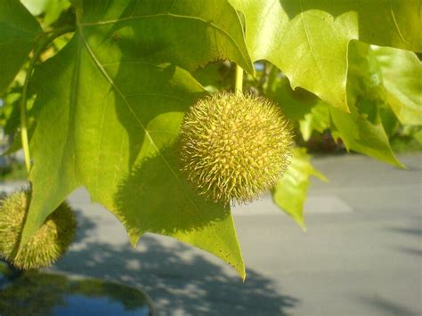 Initiative Baum Platanus X Hispanica Gew Hnliche Platane