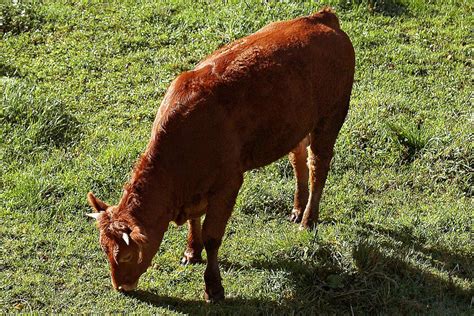 Morning Rundown Are The Red Heifers A Sign Of The End Times