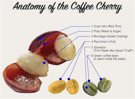 Chemistry Of Coffee Science Behind The Black Nectar